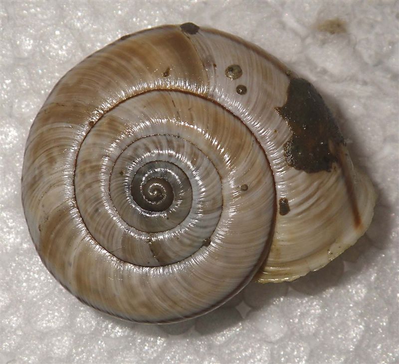 Chilostoma cingulatum colubrinum lago d''Iseo